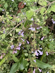 Clinopodium nepeta