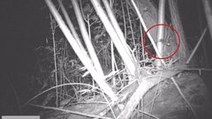 Muscardinus avellanarius