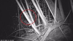 Muscardinus avellanarius