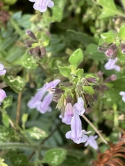 Clinopodium nepeta
