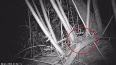 Muscardinus avellanarius