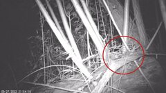 Muscardinus avellanarius