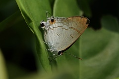 Hypolycaena erylus