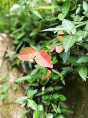 Trachelospermum jasminoides