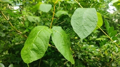 Nerieae