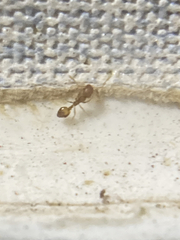 Monomorium pharaonis