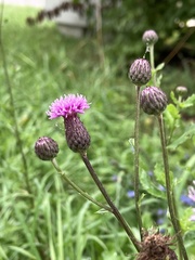 Cirsium arvense