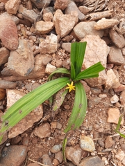 Curculigo orchioides