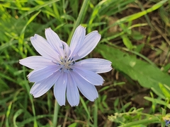 Cichorium