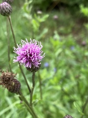 Cirsium arvense