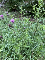 Cirsium arvense