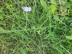 Cichorium