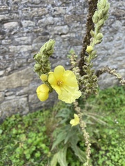 Verbascum phlomoides