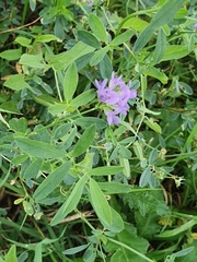 Medicago