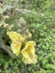 Verbascum phlomoides