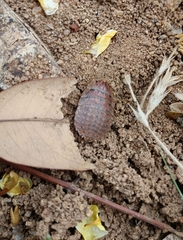 Blattodea