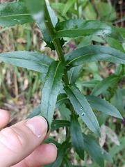Senecio glastifolius