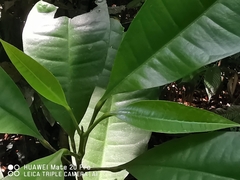 Maclurodendron porteri