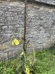 Verbascum phlomoides