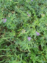 Medicago