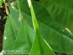 Maclurodendron porteri