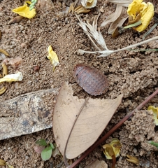 Blattodea