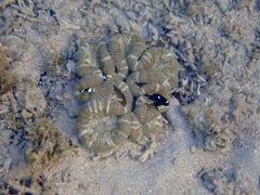Stichodactyla