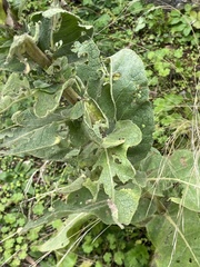 Verbascum phlomoides