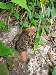 Bufo gargarizans