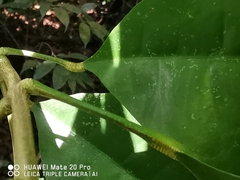 Maclurodendron porteri