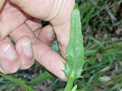 Senecio glastifolius