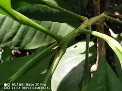 Maclurodendron porteri