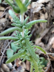 Teucrium polium