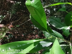 Maclurodendron porteri