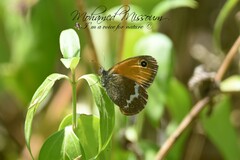 Coenonympha arcanioides
