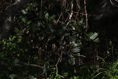 Cupaniopsis anacardioides