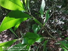 Maclurodendron porteri