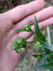 Senecio glastifolius