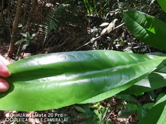 Maclurodendron porteri