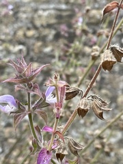 Salvia sclarea