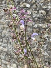 Salvia sclarea