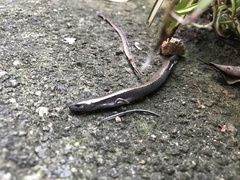 Hemiergis decresiensis