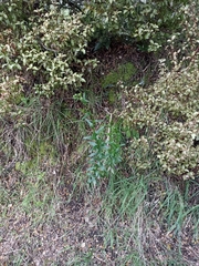 Senecio glastifolius