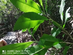 Maclurodendron porteri