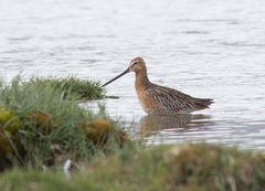 Limnodromus semipalmatus
