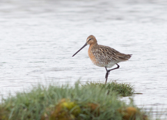 Limnodromus semipalmatus