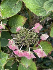 Hydrangea macrophylla
