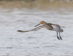 Limnodromus semipalmatus
