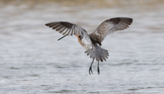 Limnodromus semipalmatus