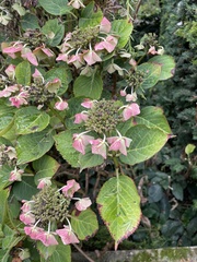 Hydrangea macrophylla